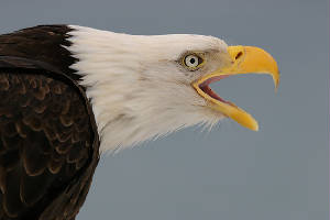 eyeof-eagle1.jpg